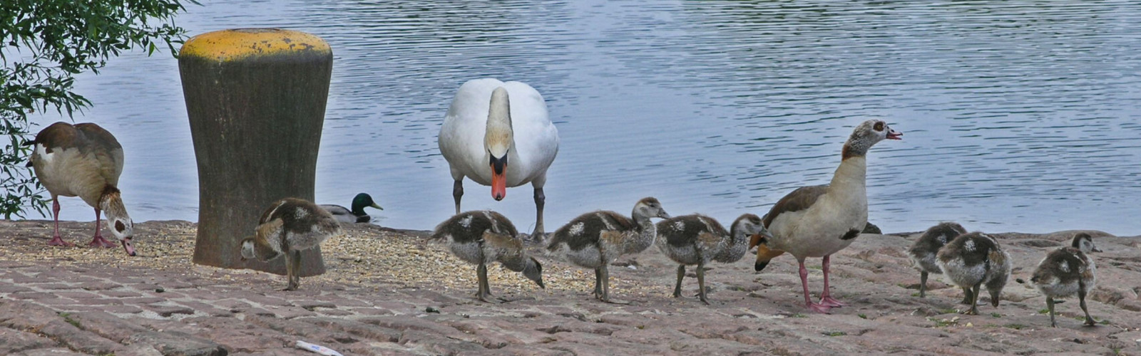 Nilgänse mit Nachwuchs, Schwan und Stockente