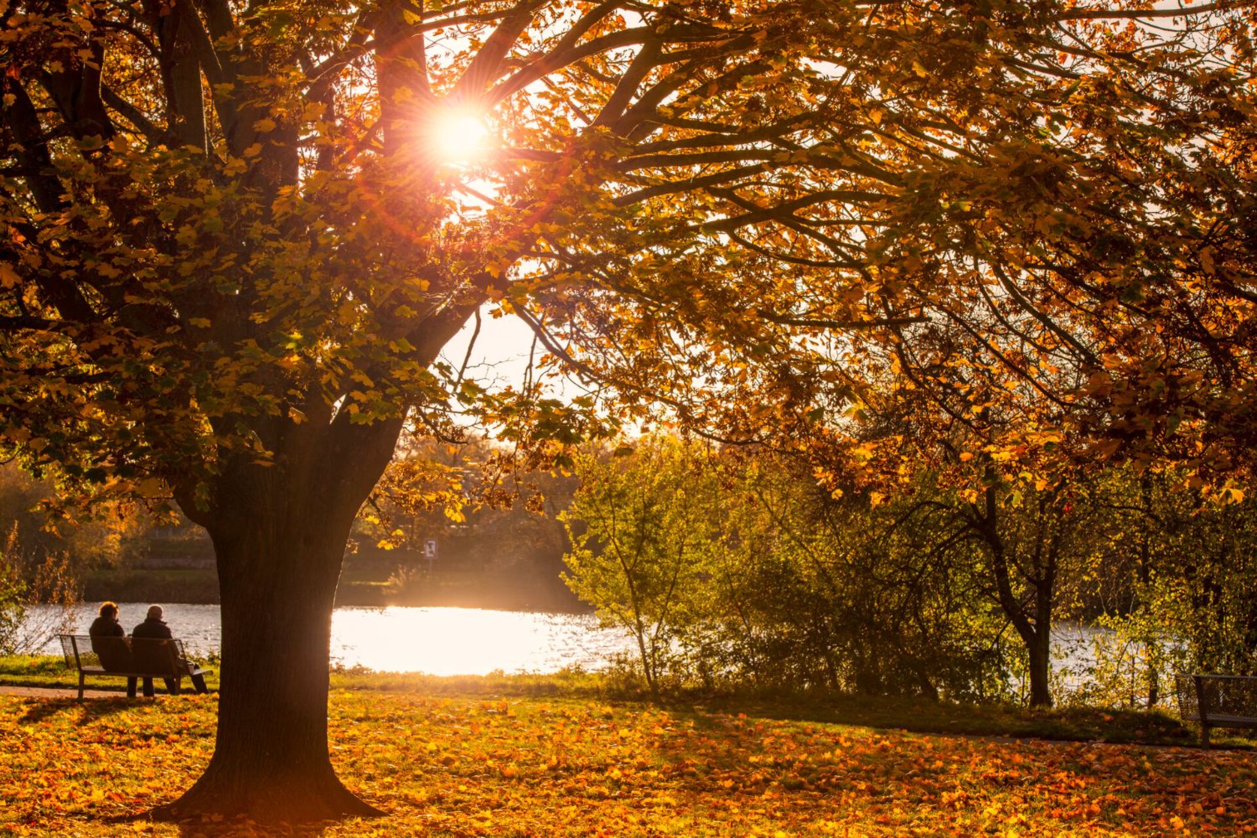 Neckarwiese im Herbst